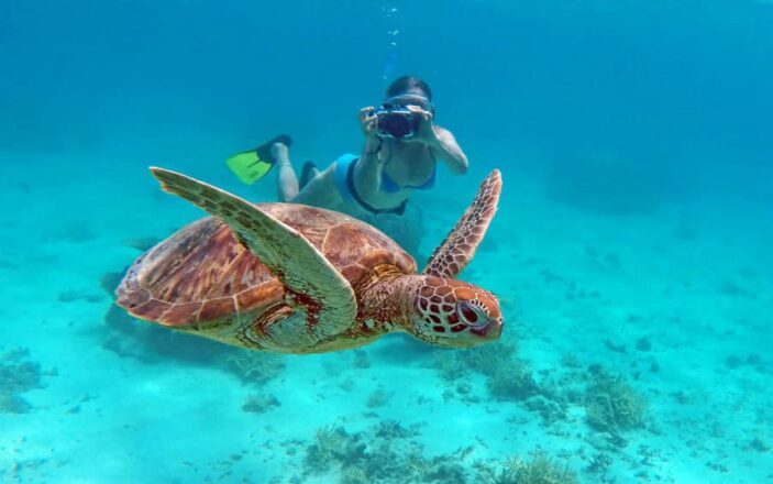 Photo of Turtle in New Caledonia by Mary D Enterprises