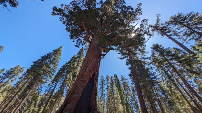 Mariposa Grove at Yosemite National Park