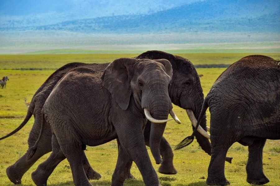 Top 10 Best Tanzanian Local Safari Tour Companies