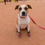 Doggie shoes