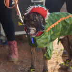 Doggie Fashions