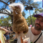 Meredith Music Festival