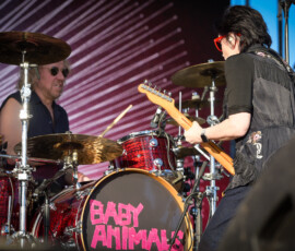 Baby Animals